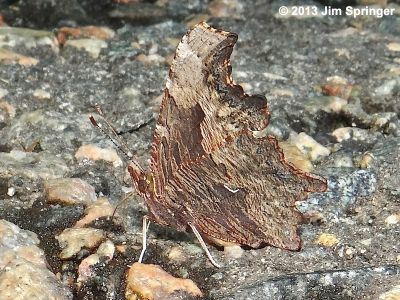 Gray Comma