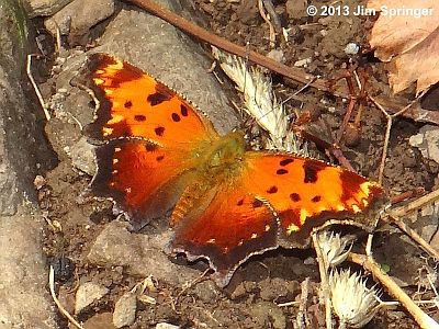 Gray Comma