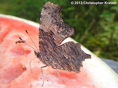 Gray Comma