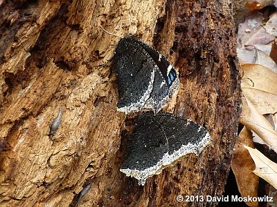 Mourning Cloak