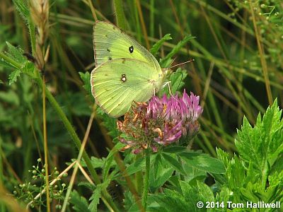 Clouded Sulphur