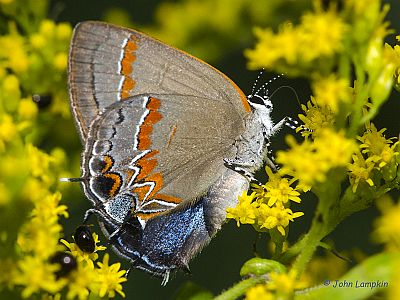 Red-banded Hairstreak