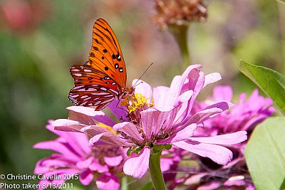 Gulf Fritillary