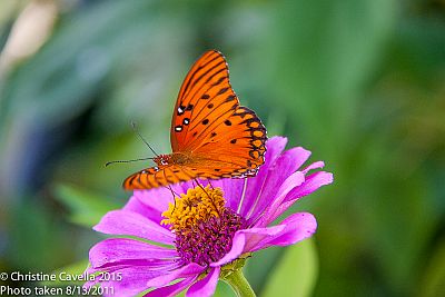 Gulf Fritillary