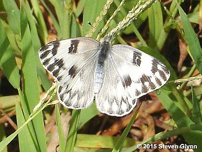 Checkered White