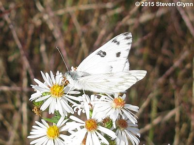 Checkered White