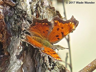 Gray Comma