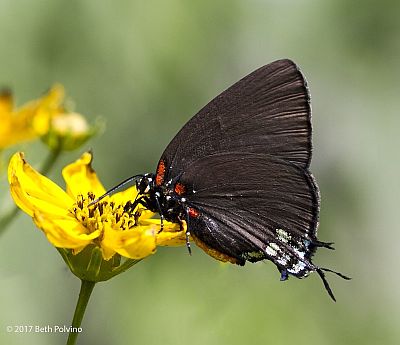 Great Purple Hairstreak