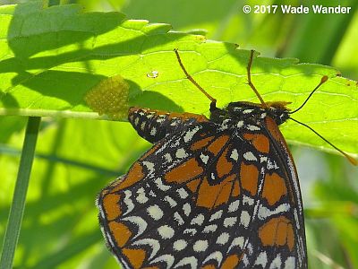 Baltimore Checkerspot laying eggs