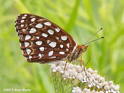 Aphrodite Fritillary