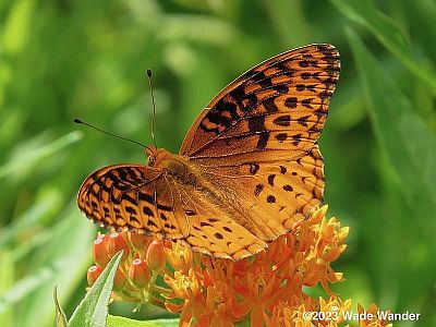 Aphrodite Fritillary