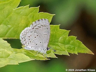 Appalachian Azure