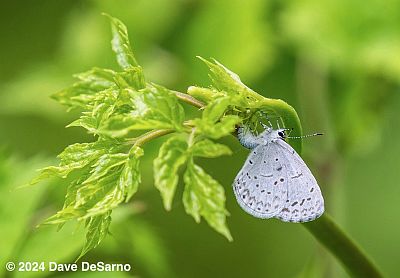 Appalachian Azure