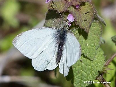 Cabbage White