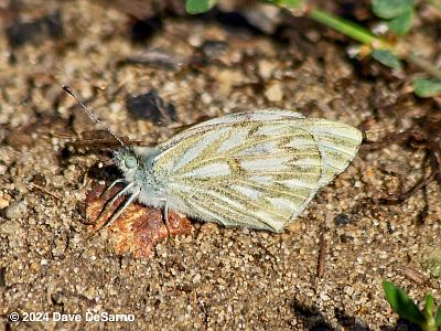 Checkered White