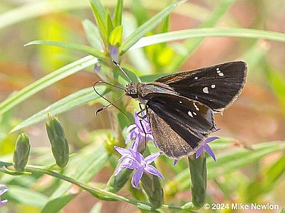 Clouded Skipper