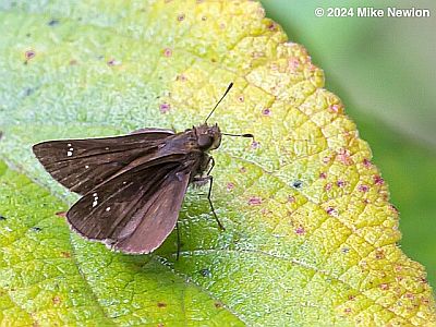 Clouded Skipper