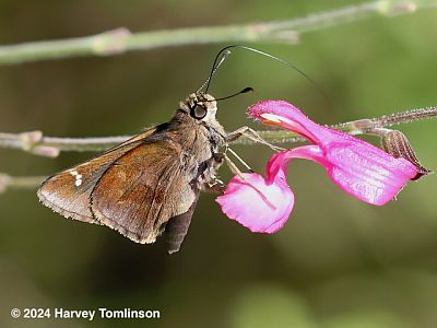 Clouded Skipper