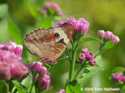 Common Buckeye