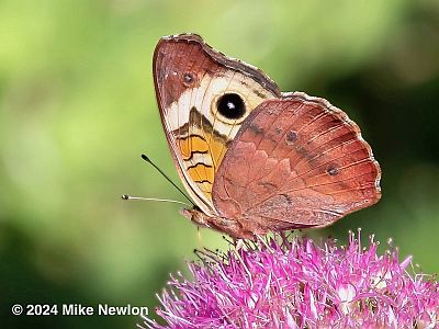 Common Buckeye