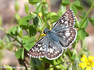 Common Checkered-Skipper