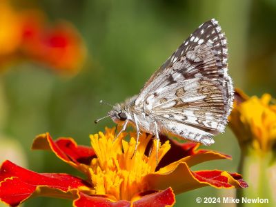 Common Checkered-Skipper