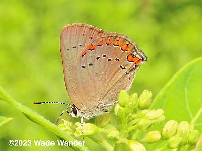 Coral Hairstreak