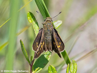 Dotted Skipper