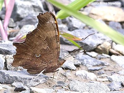 Eastern Comma