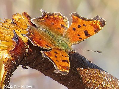 Eastern Comma