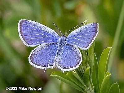 Eastern Tailed-Blue