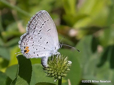 Eastern Tailed-Blue