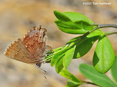 Female Frosted Elfin