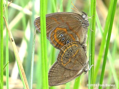 Georgia Satyr mating