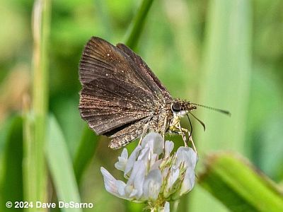 Hayhurst's Scallopwing