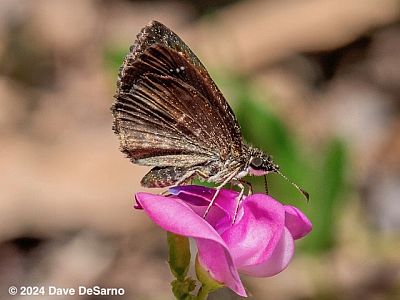 Hayhurst's Scallopwing