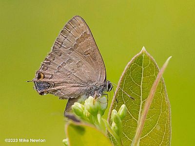 Hickory Hairstreak