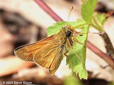 Indian Skipper