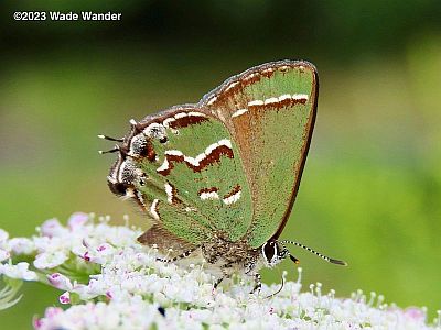 Juniper Hairstreak