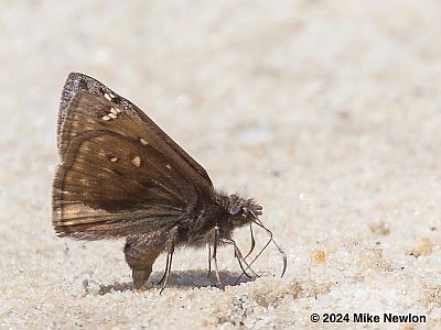 Juvenal's Duskywing