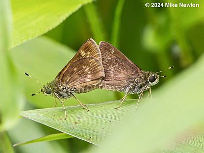 Little Glasswing - mating