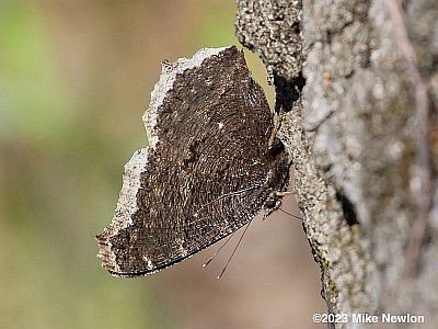 Mourning Cloak