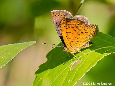 Northern Metalmark