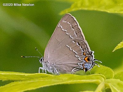 Oak Hairstreak