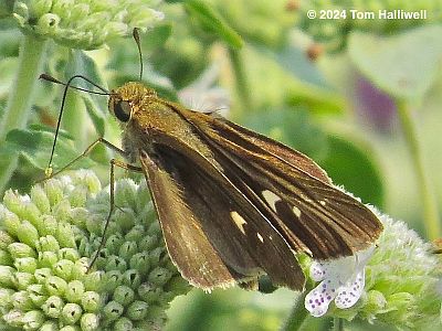 Ocola Skipper