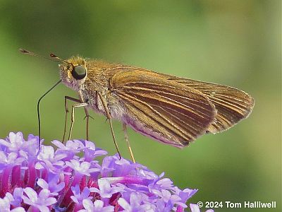 Ocola Skipper