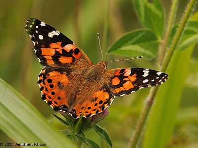 Painted Lady