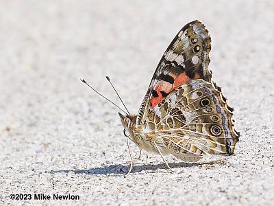 Painted Lady