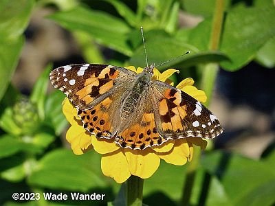 Painted Lady