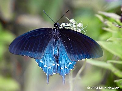 Pipevine Swallowtail